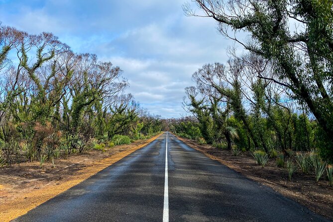 2 day Ultimate Kangaroo Island with return ferry - Kangaroos and koalas provide an easy wildlife encounter