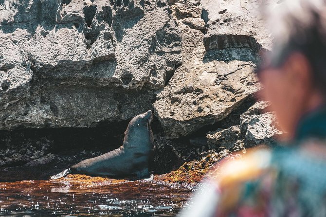 Adventure Rottnest Tour with Ferry & Adventure Cruise - Why the adventure cruise is the real attraction