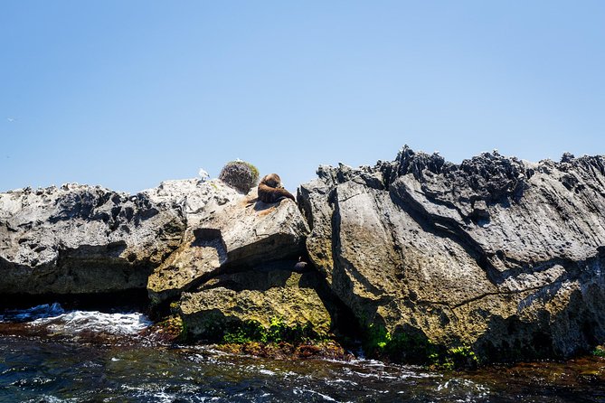 Adventure Rottnest Tour with Ferry & Adventure Cruise - What wildlife you might see