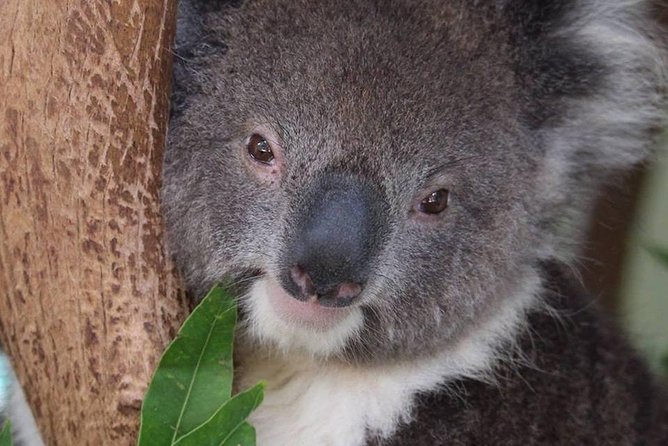 All Inclusive Blue Mountain,Scenic World,Lunch,Koalas,ferry - Guides make a real difference