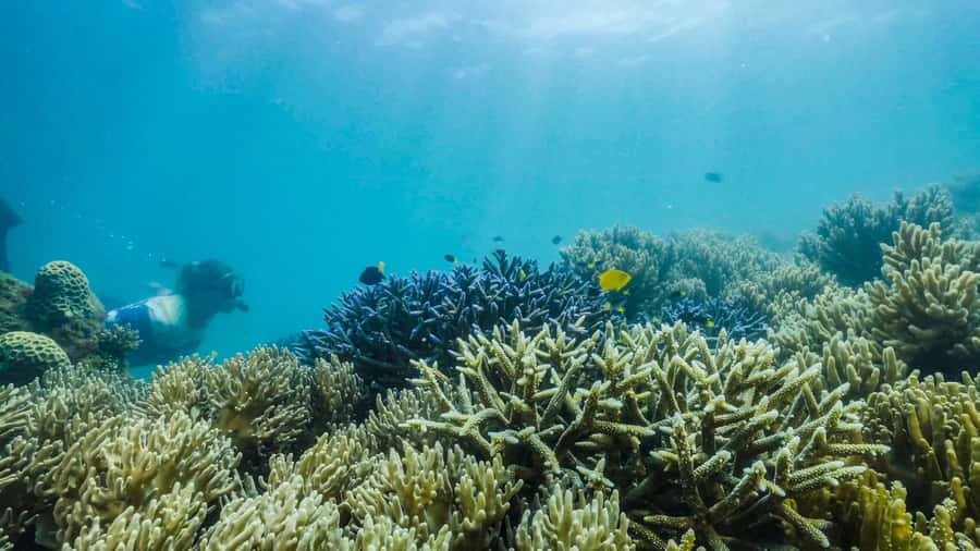 Cairns: Fitzroy Island Ferry with Optional Lunch & Activity - What the $59 fare really gives you