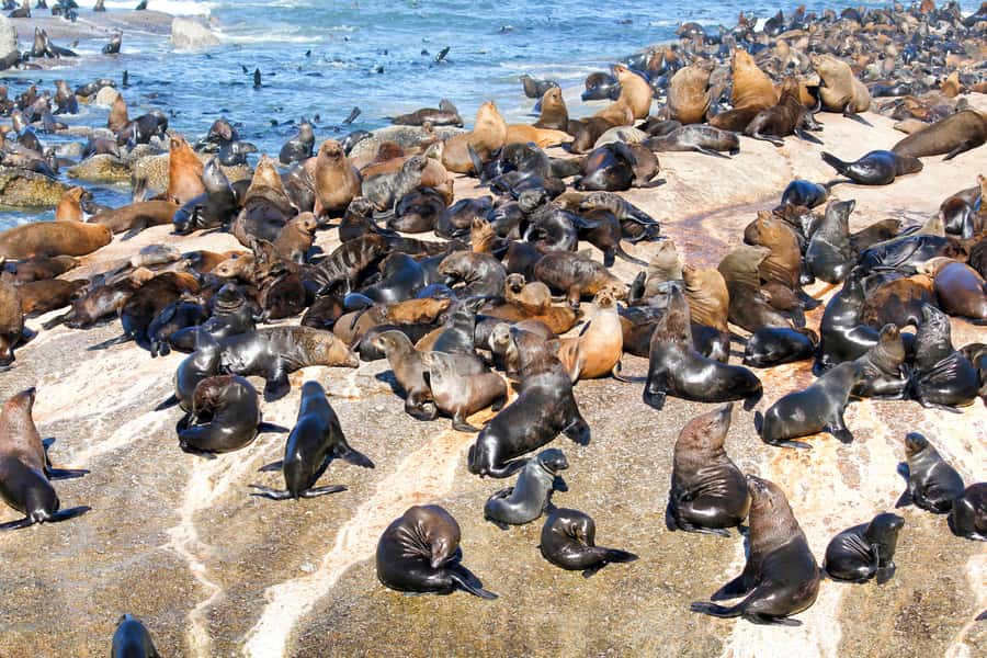 Cape Town: Robben Island Ferry Ticket and Townships Tour - Key points at a glance