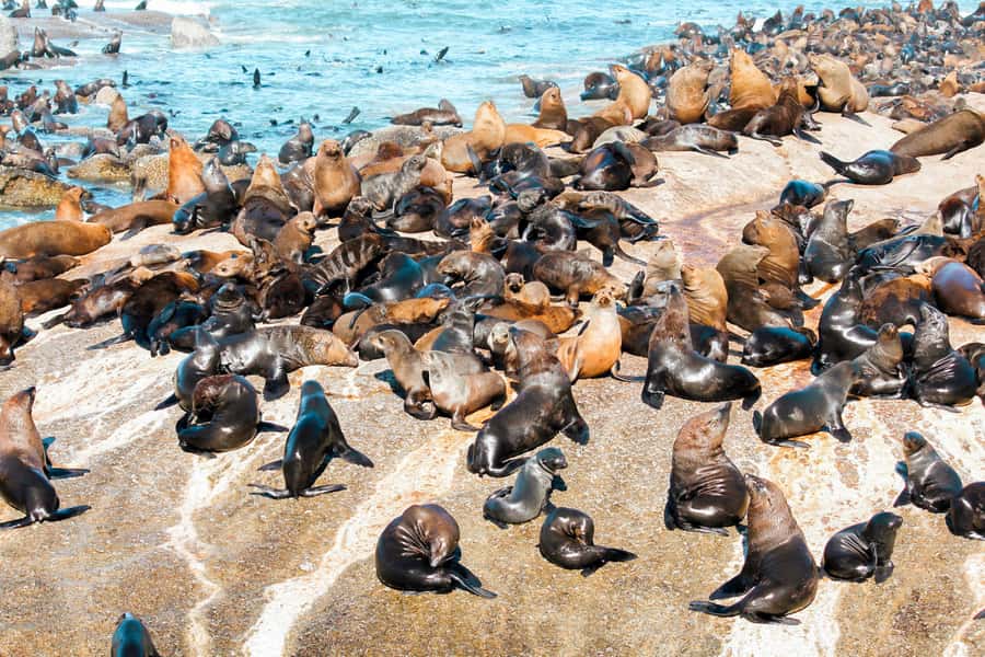 Cape Town: Robben Island Ferry Tour with 1-Way Hotel Pickup - What the $71 price really buys you