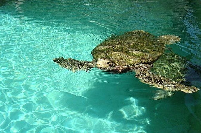 Crystal Caves, Aquarium, City of Hamilton and Ferry - The ferry ride is one of the tour’s best practical touches