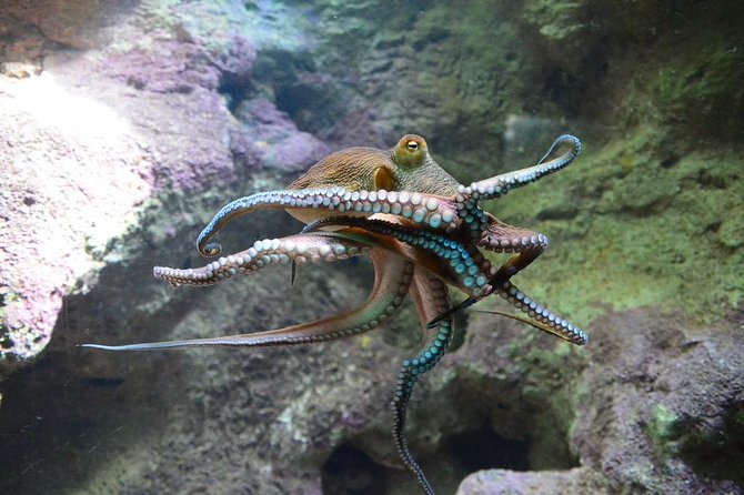 Crystal Caves, Aquarium, City of Hamilton and Ferry - Timing problems to plan around