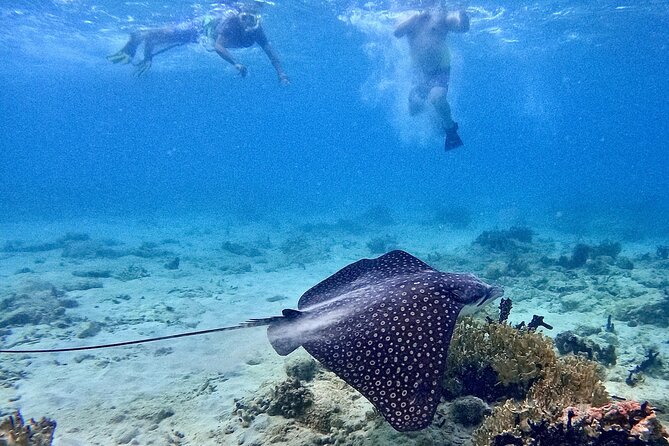 Culebra Swim with Turtles Adventure and Flamenco Beach by Ferry - What the $130 price really covers