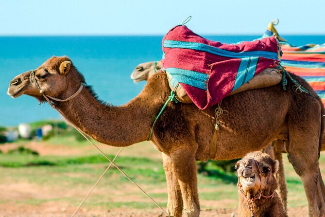 Cultural excursion for one day to Tangier with ferry included - The ferry from Tarifa to Tangier