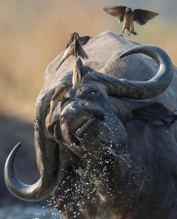 Day Trip Safari from zanzibar to mikumi using ferry and SGR - Key points to know before booking