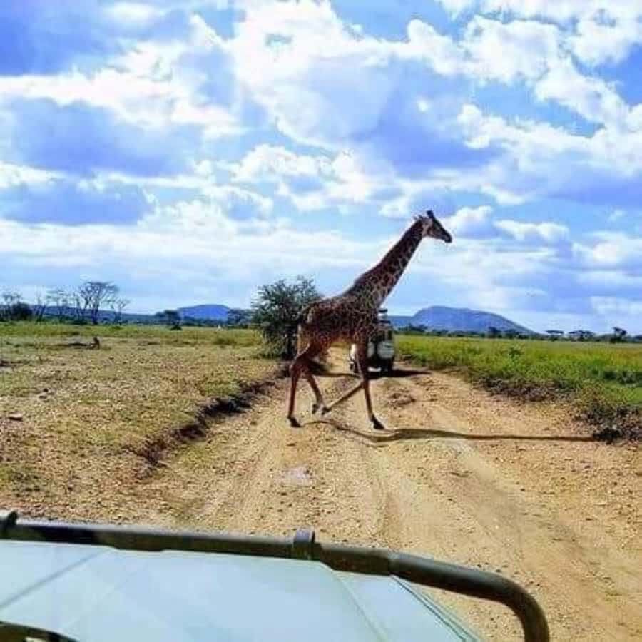 Day Trip Safari from zanzibar to mikumi using ferry and SGR - Why this Zanzibar to Mikumi trip is different
