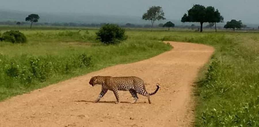 Day Trip Safari from zanzibar to mikumi using ferry and SGR - Day two: the 6:00 a.m. Mikumi game drive