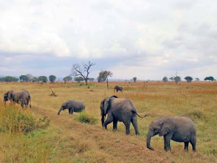Day Trip Safari from zanzibar to mikumi using ferry and SGR - What the wildlife day may feel like
