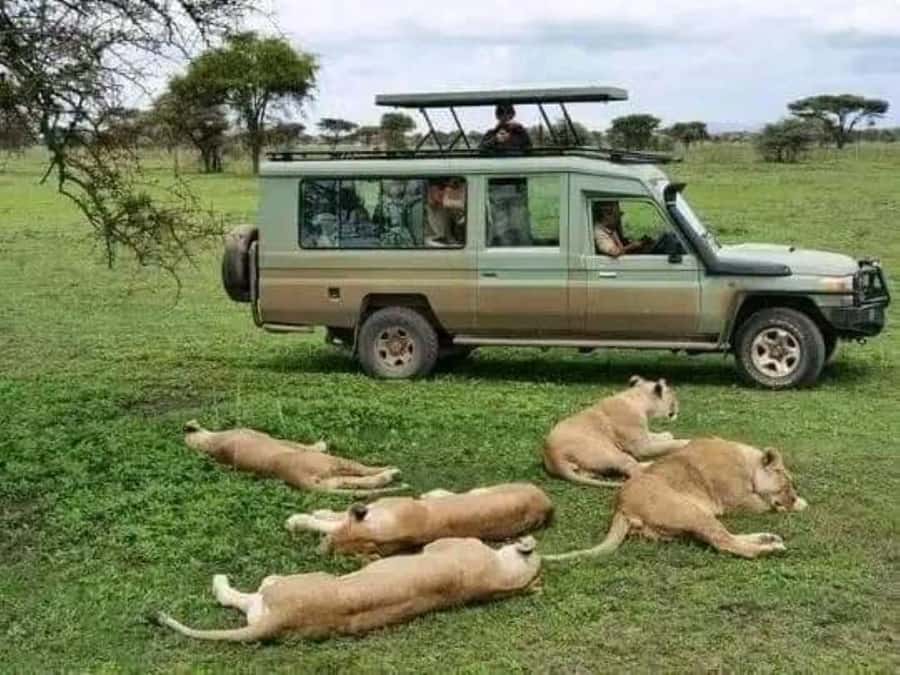Day Trip Safari from zanzibar to mikumi using ferry and SGR - Is $585 per person good value?