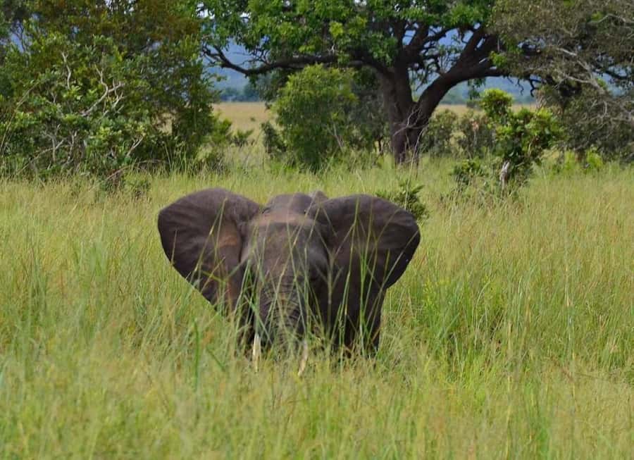Day Trip Safari from zanzibar to mikumi using ferry and SGR - Who should book this safari?