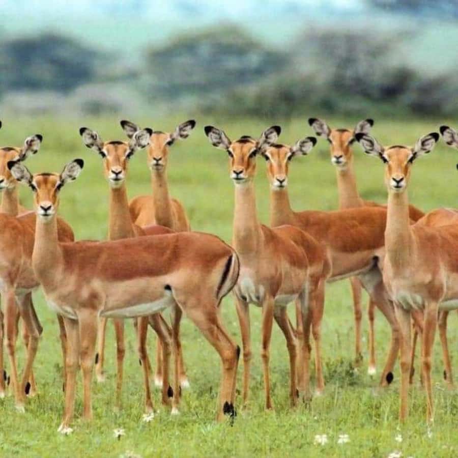 Day Trip Safari from zanzibar to mikumi using ferry and SGR - Should you book the Zanzibar to Mikumi adventure?