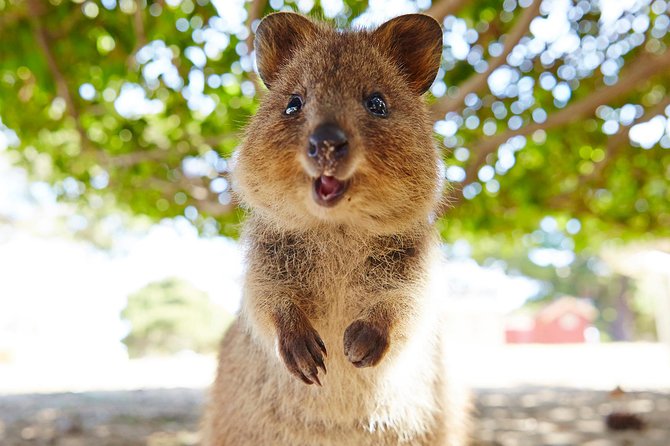 Discover Rottnest with Ferry & Bus Tour - Choosing Perth or Fremantle for the ferry