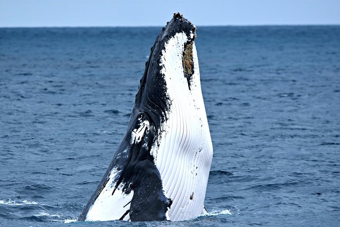 Discover Rottnest with Ferry & Bus Tour - Rottnest Island by coach in 90 minutes