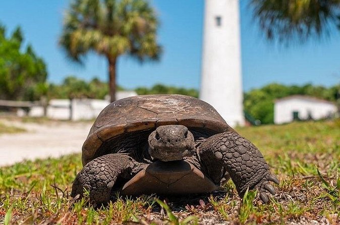 Egmont Key Ferry from Ft. DeSoto Park - Wildlife watching without false promises