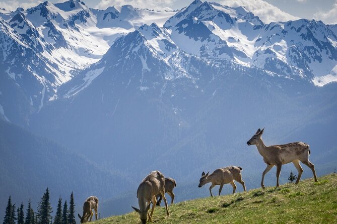 Explore Olympic National Park from Seattle through Van /Ferry - Who Will Enjoy This Day Most