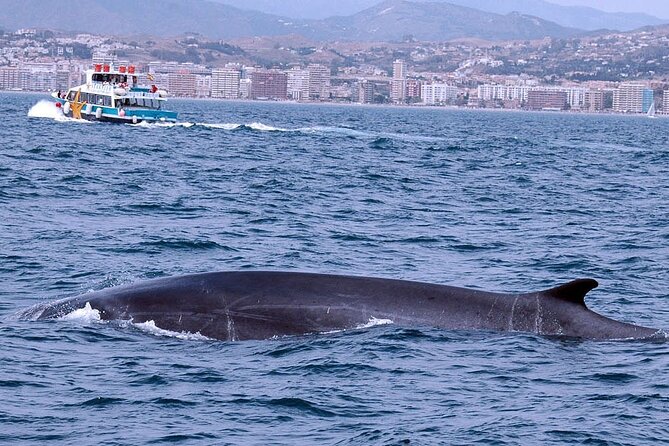 Ferry Benalmádena <> Fuengirola - What to do in Fuengirola after landing