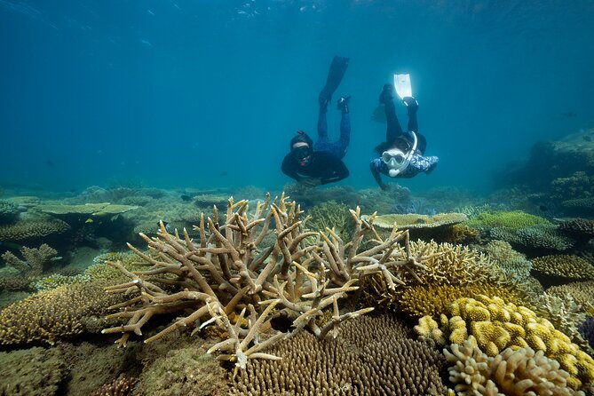 Fitzroy Island Day Trip 11am to 5pm Ferry INC Snorkel Equipment - A straightforward island day from Cairns