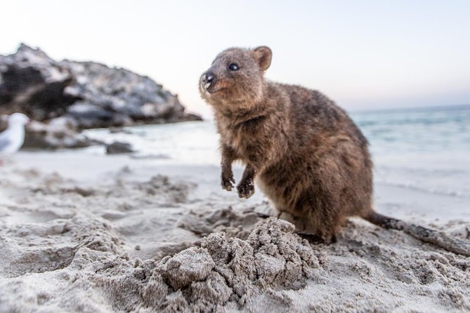 Fremantle to Rottnest Island Roundtrip Ferry Ticket - Who should book this ferry