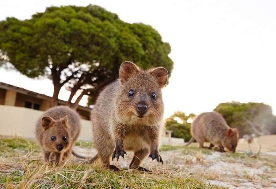 From Fremantle: Rottnest Island Ferry and Bike Day Tour - Planning the ride around Rottnest’s hills and wind