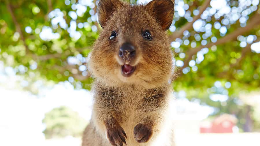 From Fremantle: Rottnest Island Ferry & Bus Day Tour - Free time for quokkas, lunch, and swimming