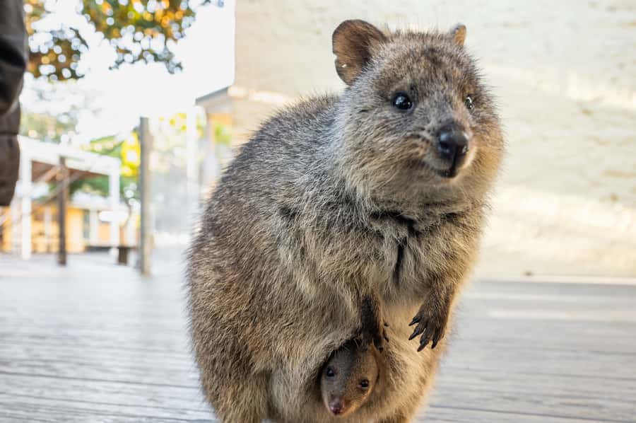 From Perth: Rottnest Island Full-Day Bike and Ferry Trip - What the $84 price really gets you