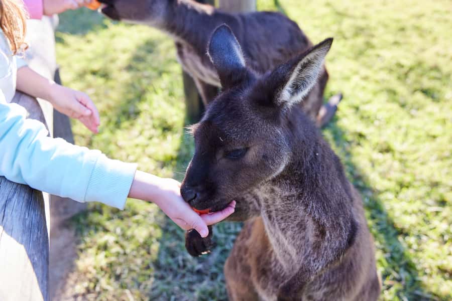 From Sydney: Blue Mountains, Scenic World, Zoo, & Ferry Ride - A Blue Mountains village and your own lunch