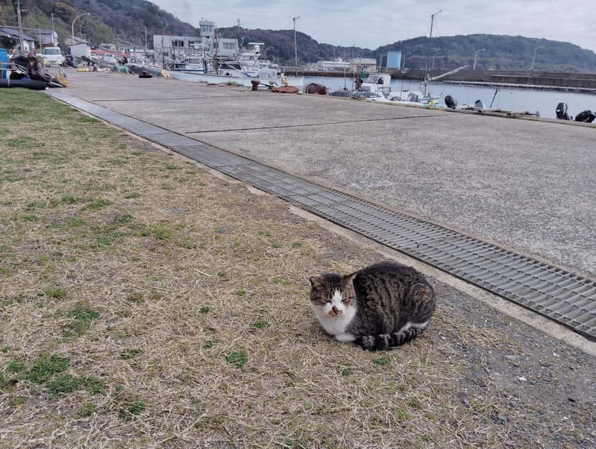 Fukuoka: Cat Island, Ainoshima Guided Tour with Ferry Ride - Why Ainoshima feels different from a city attraction