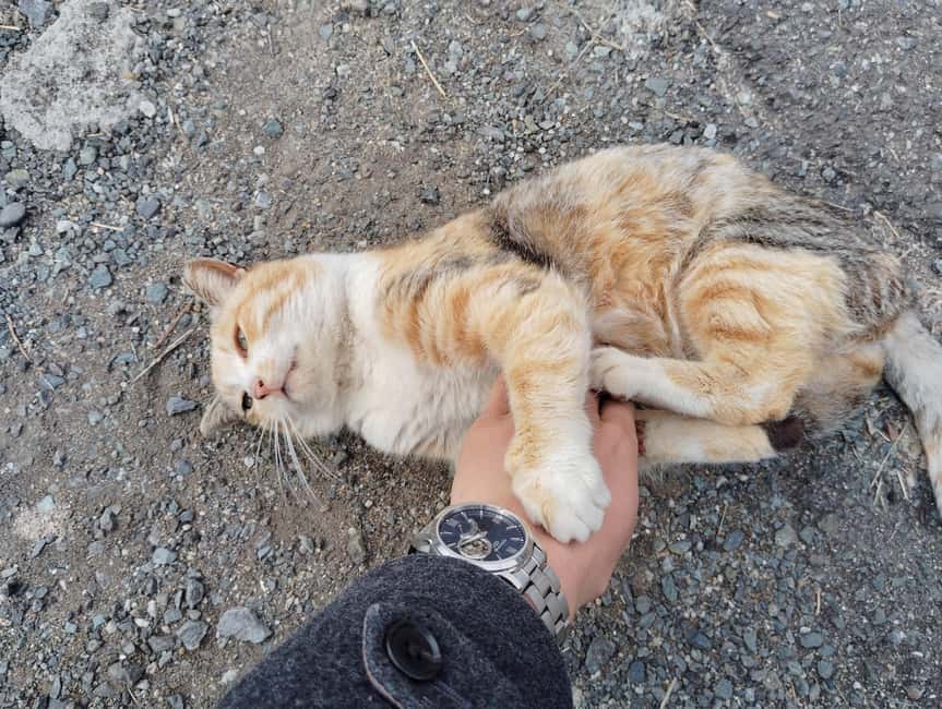 Fukuoka: Cat Island, Ainoshima Guided Tour with Ferry Ride - Meeting at Nishitetsu Shingu Station