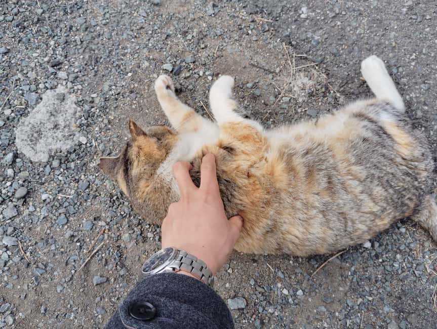 Fukuoka: Cat Island, Ainoshima Guided Tour with Ferry Ride - Is $111 a fair price?