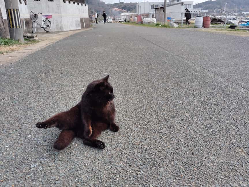 Fukuoka: Cat Island, Ainoshima Guided Tour with Ferry Ride - Who should book the Ainoshima cat tour?