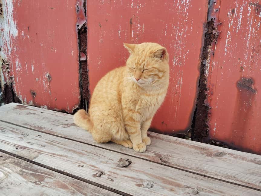 Fukuoka: Cat Island, Ainoshima Guided Tour with Ferry Ride - The 40-minute boat ride to Ainoshima