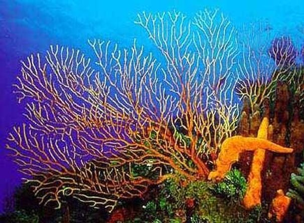 FunDiving in Cozumel - By Ferry - 2 Tanks in the wonderful Caribbean sea - Key points to know before booking
