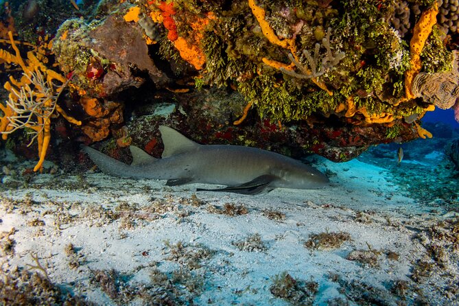 FunDiving in Cozumel - By Ferry - 2 Tanks in the wonderful Caribbean sea - Why Cozumel is worth the early start