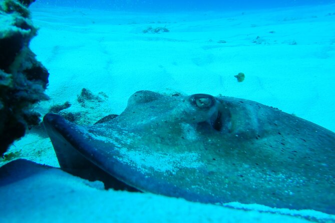 FunDiving in Cozumel - By Ferry - 2 Tanks in the wonderful Caribbean sea - Guides, instruction, and group care