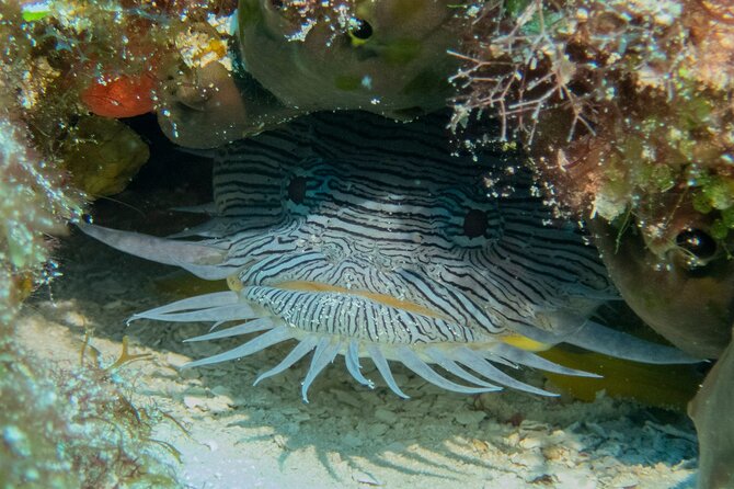 FunDiving in Cozumel - By Ferry - 2 Tanks in the wonderful Caribbean sea - Who will enjoy this most