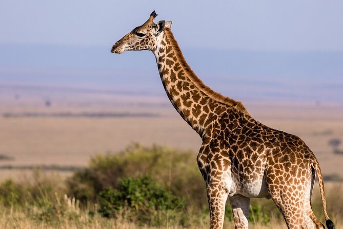 Gambia to Senegal Tour with Ferry Crossing and Safari Park - Why this Gambia to Senegal day trip is special