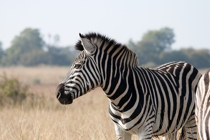 Gambia to Senegal Tour with Ferry Crossing and Safari Park - What the safari may and may not deliver