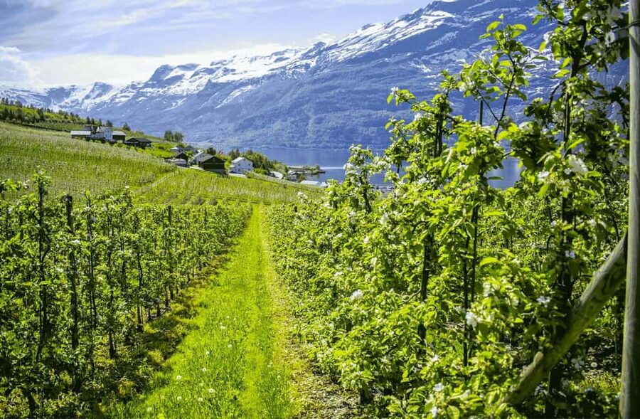 Guided tour: Hardangerfjord, Waterfalls and Ferry crossing - Key points to know before booking
