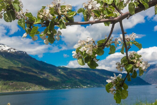 Guided tour to Hardanger Fjord, Waterfalls and Ferry Crossing - The Jondal to Tørvikbygd crossing