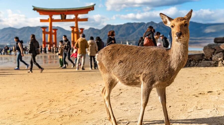 Hiroshima to Miyajima: Private Custom Tour with Ferry Ride - Key points to know before you book