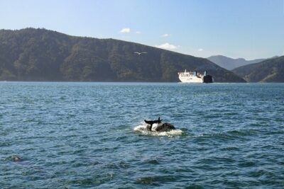 InterIslander Ferry – Picton to Wellington