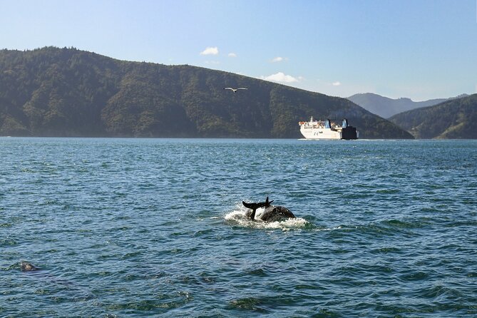 InterIslander Ferry - Picton to Wellington - The 3.5-hour crossing across Cook Strait