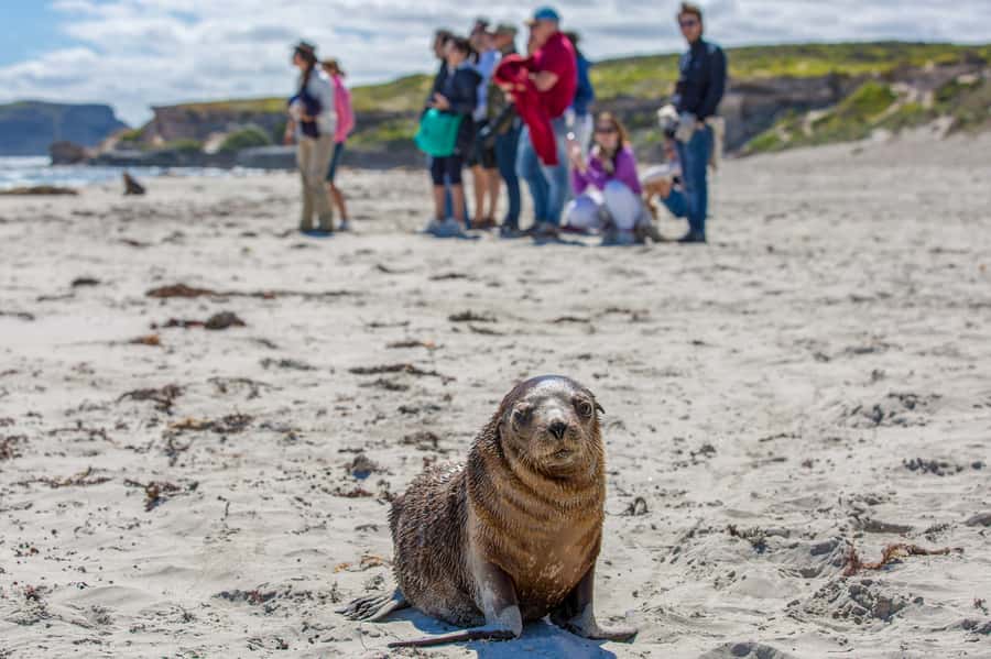 Kangaroo Island Full Day Experience by Ferry Including Lunch - Lunch in the Australian bush