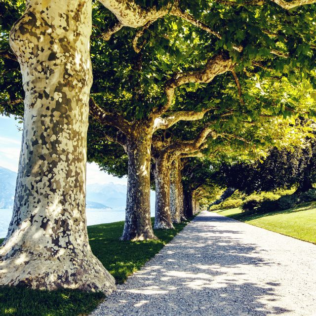 Lake Como: Lakeside Villas Entry Tickets with Ferries - Should you book the Lake Como villa and ferry pass?