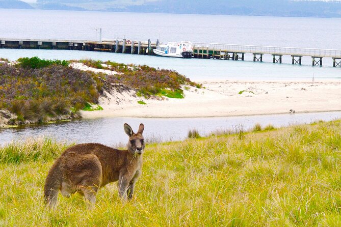 Maria Island Ferry - Hobart Bus Connection (Return Service) - Why this shuttle matters for a Maria Island day