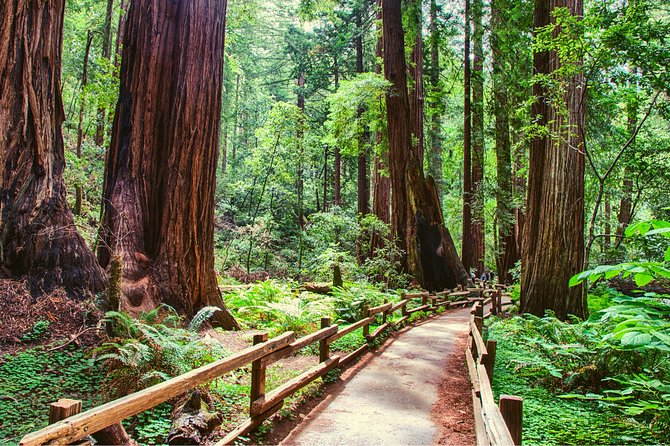 Muir Woods and Sausalito + Ferry, Alcatraz Night Tour & Aquarium Access - Muir Woods: 90 minutes among old redwoods