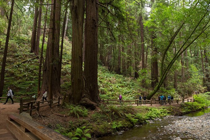 Muir Woods and Sausalito (Return by Bus or Ferry) - Why Muir Woods Works So Well as a Half-Day Trip
